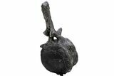 Sauropod Dinosaur (Camarasaurus) Caudal Vertebra - Colorado #222505-2